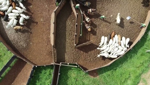 Desempenho e movimentação do rebanho