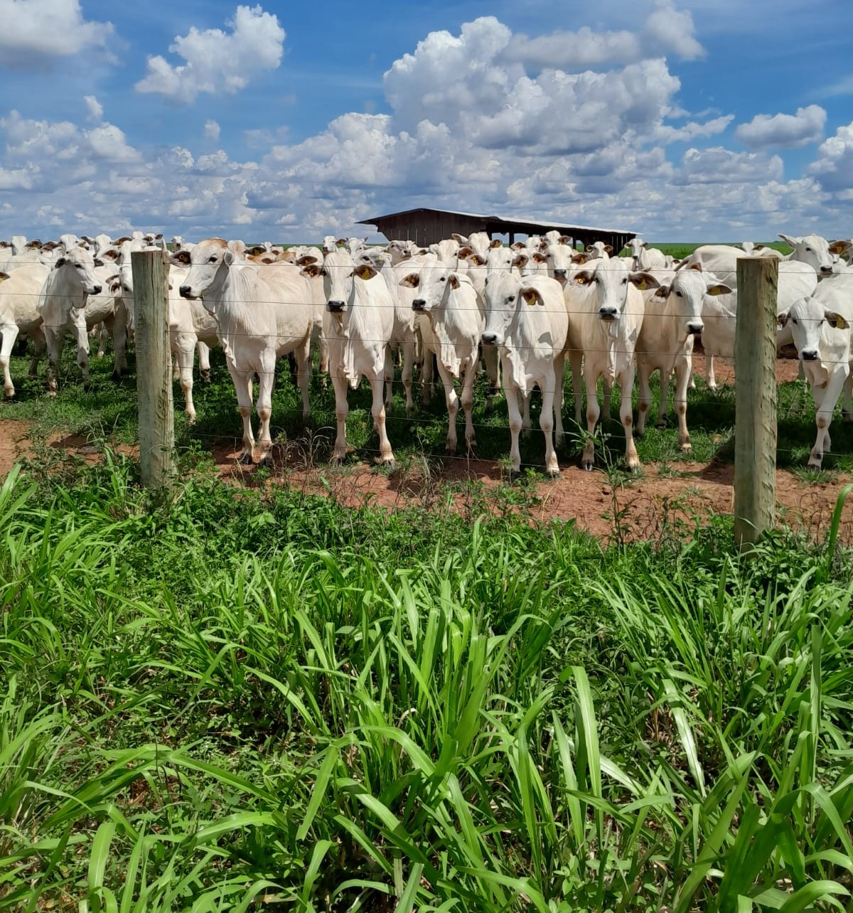 Suplementação nas Águas