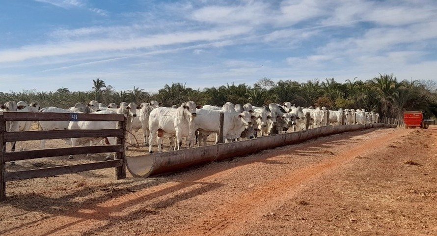 Terminação Intensiva a Pasto